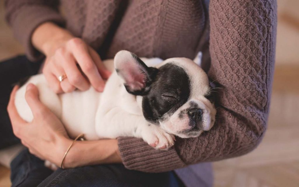 Vuoi prendere un cane? Attenzione a non fare questo errore nei primi giorni!