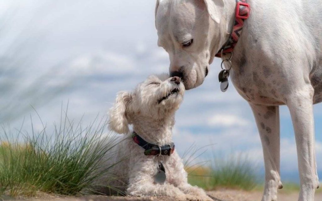 Amici a quattro zampe: quali sono i cibi che non dovremmo mai dare ai nostri cani