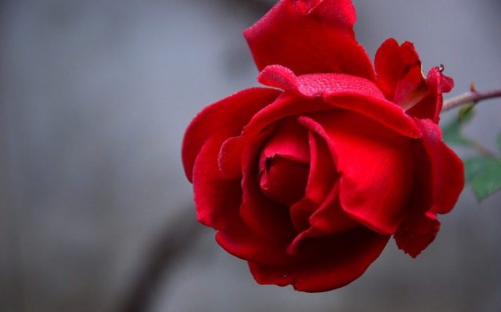 San Valentino, la tradizione che non conoscete: messaggio nascosto nelle rose