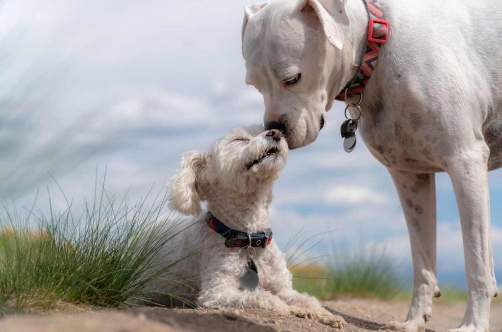 Animali in casa, quale scegliere? Attenzione a questi particolari