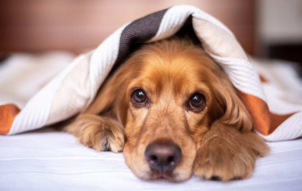 Il cane può dormire a letto con noi? Cosa c’è da sapere su questa abitudine