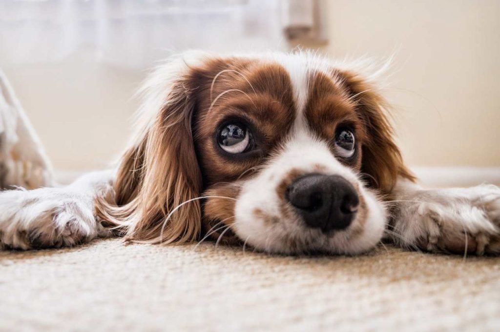 Dare ai cani questo alimento ha un effetto incredibile! É miracoloso