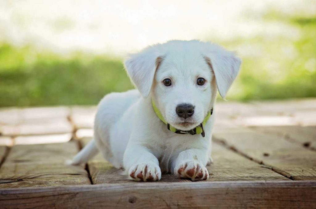 Attenzione al vostro cane se fa questo gesto: può essere molto pericoloso