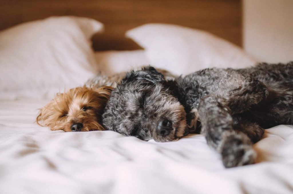 Attenzione a queste 2 cose se avete cani e gatti in casa, sono pericolosissime