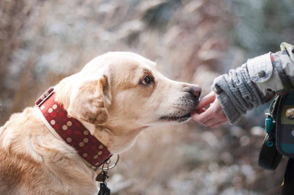 Cani e gatti: attenzione a questo alimento pericoloso! Potrebbe farli morire