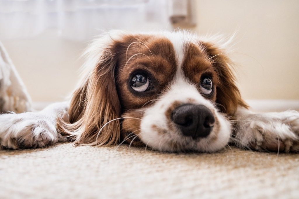 Come interpretare il comportamento del vostro cane: cinque strane abitudini e il loro significato