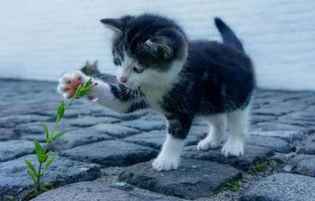 Gatti domestici, attenti agli errori: tre cose da evitare per non farli arrabbiare