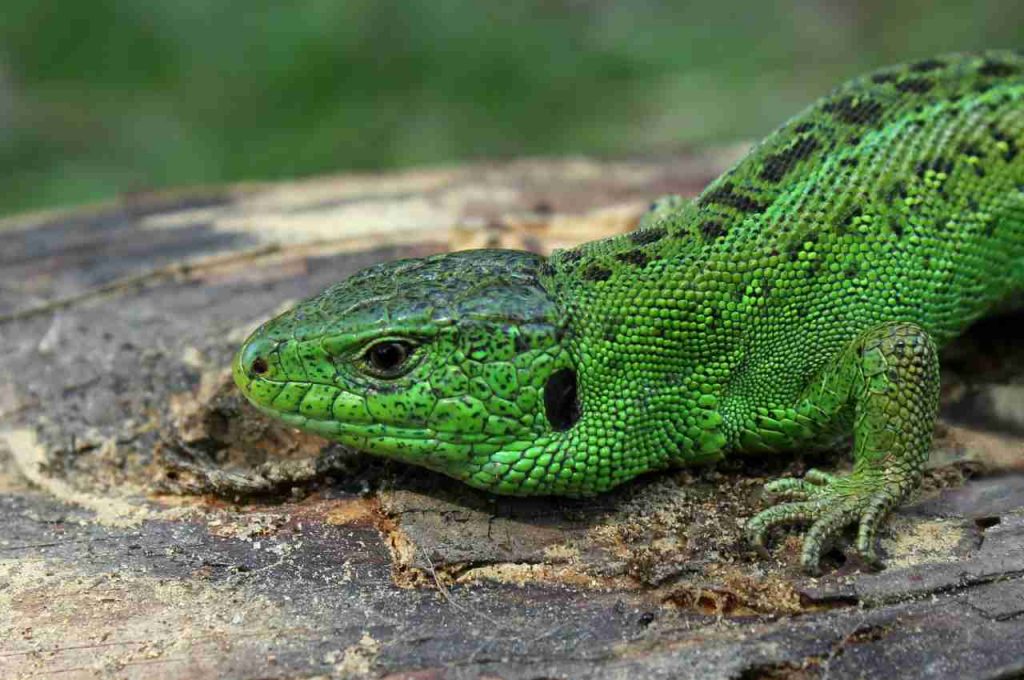 Se vedete una lucertola in giardino non mandatela via: il perchè è sorprendente!