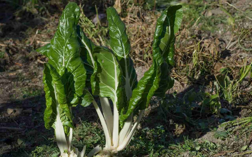 Bietole, avete mai provato a farle così? Il ‘trucco’ per renderle ancora più gustose