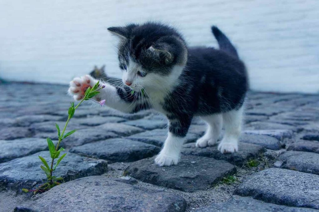 Il benessere del gatto: consigli indispensabili per i nostri amici felini