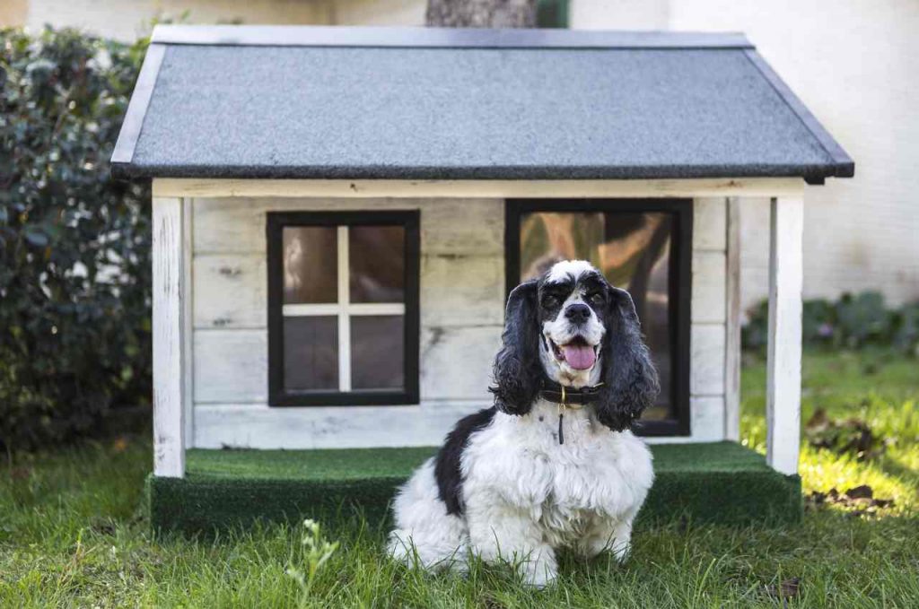 Cuccia per il cane: attenzione a questo dettaglio per scegliere la migliore