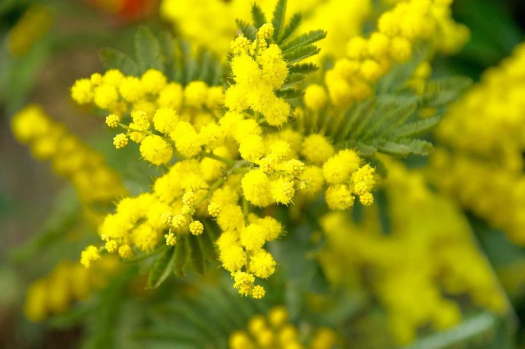 Le frasi più belle da dedicare per la festa della donna: 10 idee da cui prendere spunto