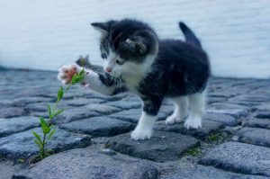 gatti paura acqua