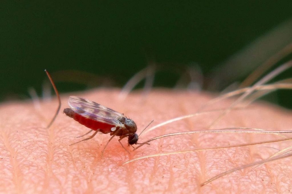 Insetti, come tenerli lontani dalla nostra cucina: i migliori rimedi