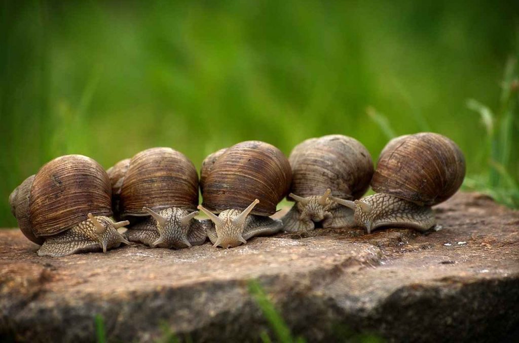 Perchè tutti stanno iniziando a coltivare lumache? Il motivo è incredibile!