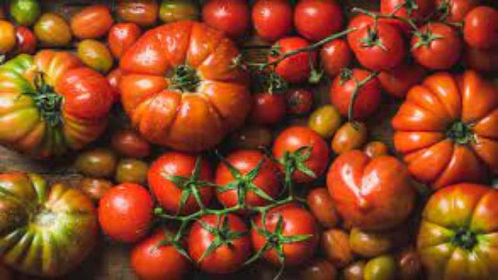 Pomodori: sapete perchè si chiamano così? | Il motivo vi sorprenderà