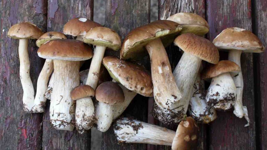 Funghi: attenzione a quelli velenosi | Come riconoscerli da quelli commestibili