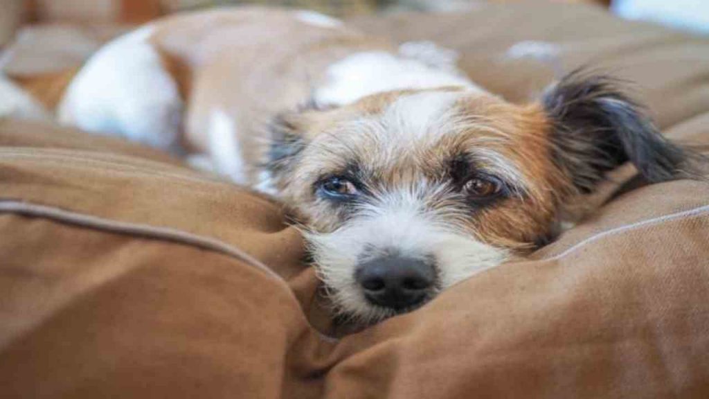 I segnali che il tuo cane sta male: dalla perdita di pelo al prurito