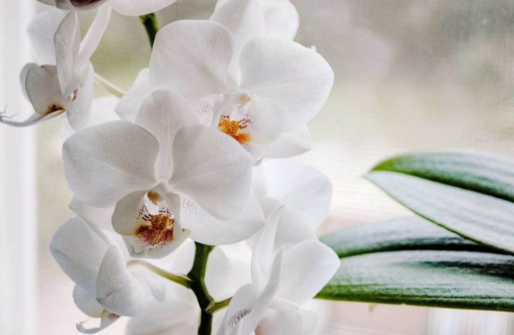 Come curare le orchidee: il geniale trucchetto di Benedetta Rossi